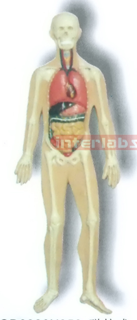 MAGNET-HANGING HUMAN SKELETAL ORGANS SYSTEM MODEL